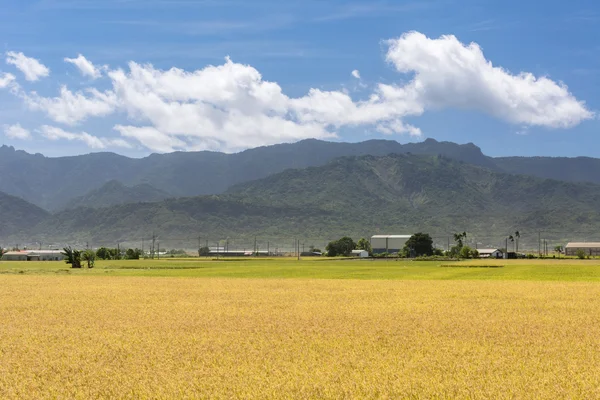 Landdistrikter sceneri med gyldne paddy - Stock-foto