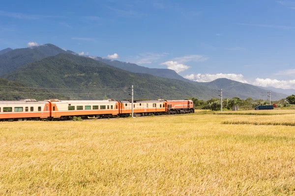 Rural scenery with golden paddy — Stock Photo, Image