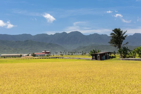 Paisaje rural con arrozal dorado —  Fotos de Stock