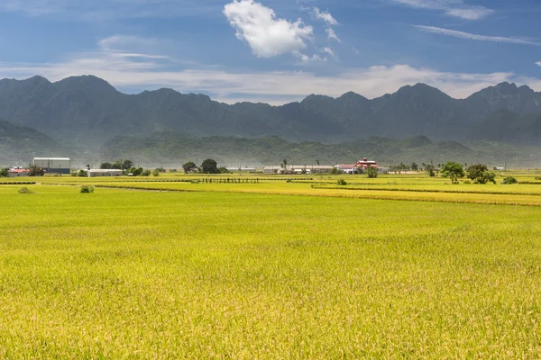 Landsbygdens landskap med gyllene paddy — Stockfoto