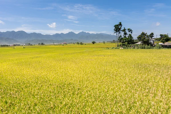 Paisaje rural con arrozal dorado —  Fotos de Stock