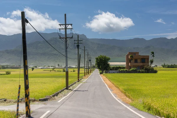 Paesaggio rurale con risaia dorata — Foto Stock