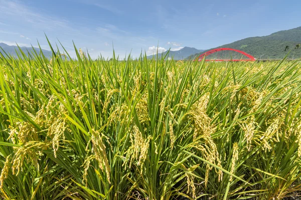 Cenário rural com arrozal dourado — Fotografia de Stock