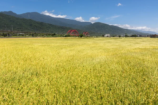 Cenário rural com arrozal dourado — Fotografia de Stock