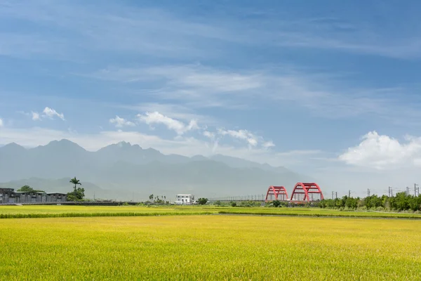 Landsbygdens landskap med gyllene paddy — Stockfoto