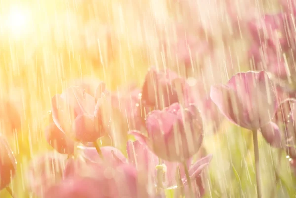 Paysage de terres cultivées — Photo