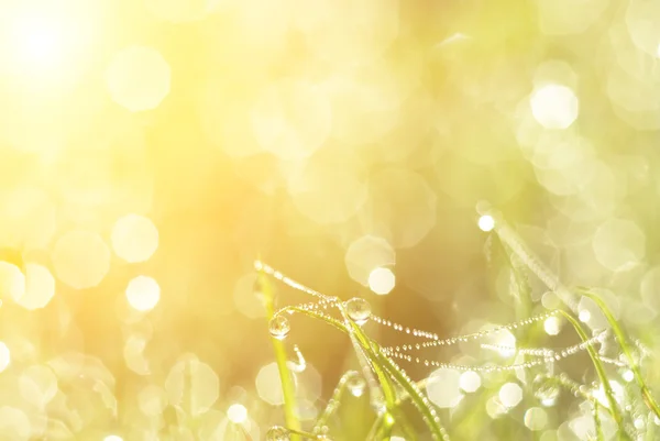 Water and plant — Stock Photo, Image