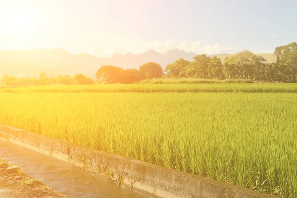 Granja de arroz en el país — Foto de Stock