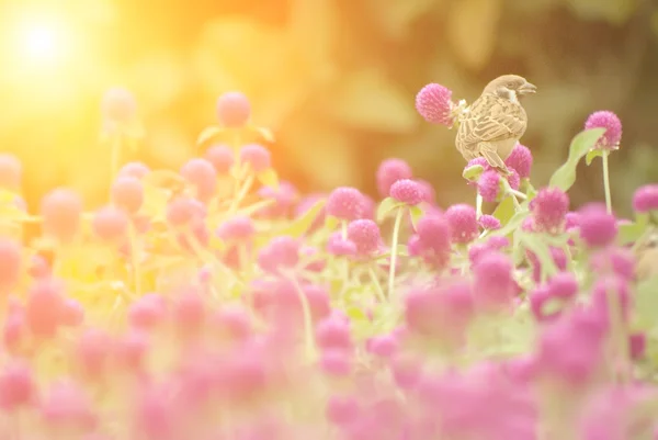 Mignon moineau debout sur les belles fleurs violettes — Photo