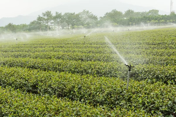 Vatten sprinkler på te gård — Stockfoto
