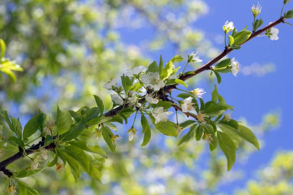 Spring plum blossom — Stock Photo, Image