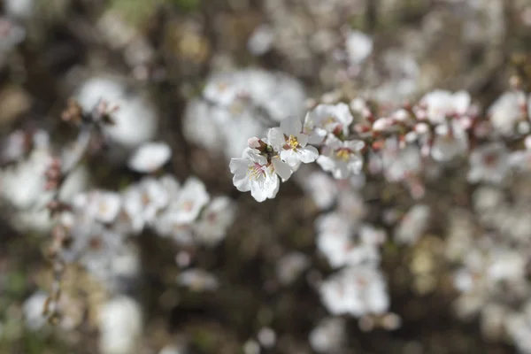 Spring Nanking cherry blossom — Stock Photo, Image