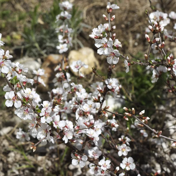 Jarní Nankingu Třešňové květy — Stock fotografie