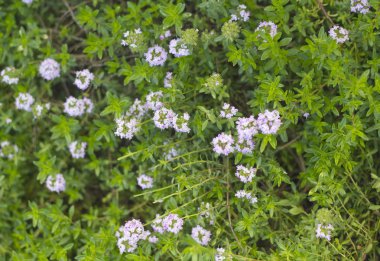 Pembe kekik çiçekleri