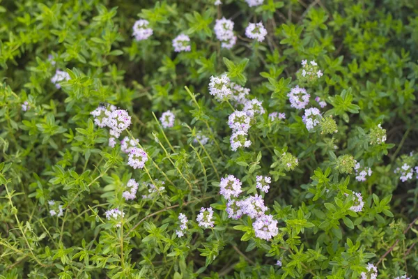 Pembe kekik çiçekleri