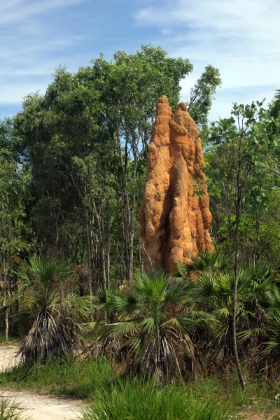 Termite mounds in Australia — Stock Photo, Image