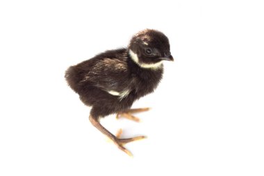Siyah bebek sülün beyazı izole etmiş.