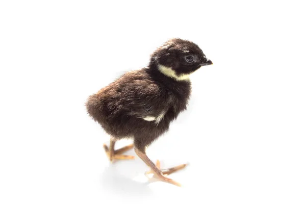 Black baby pheasant isolated on white — Stock Photo, Image