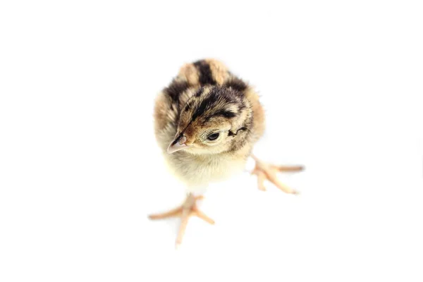 Baby fazant geïsoleerd op wit — Stockfoto