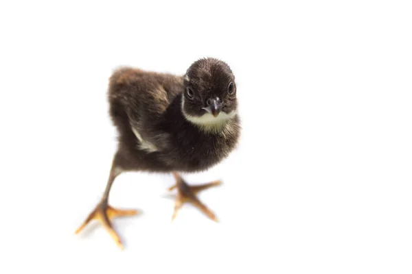 Black baby pheasant isolated on white — Stock Photo, Image