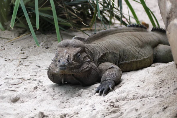 Drago di Komodo sulla sabbia bianca — Foto Stock