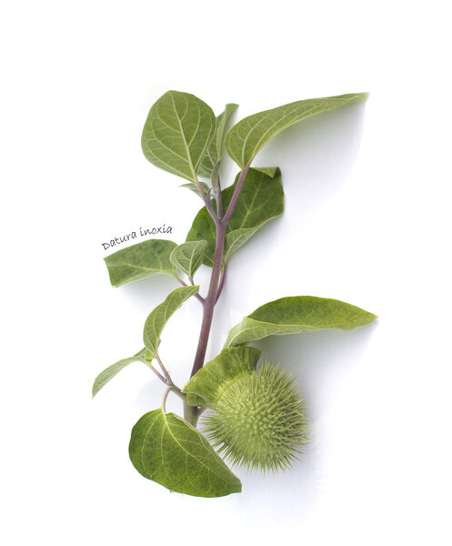 Травянистая ветвь иноксии
