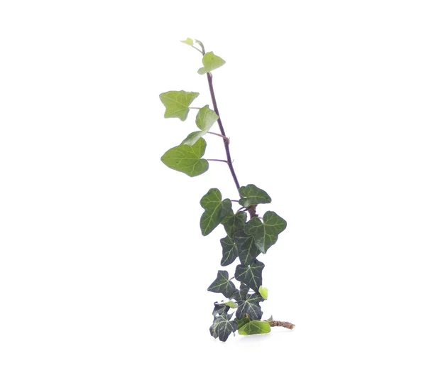Zelená ivy izolovaných na bílém — Stock fotografie