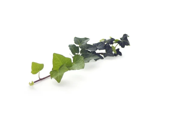 Green ivy isolated on white — Stock Photo, Image