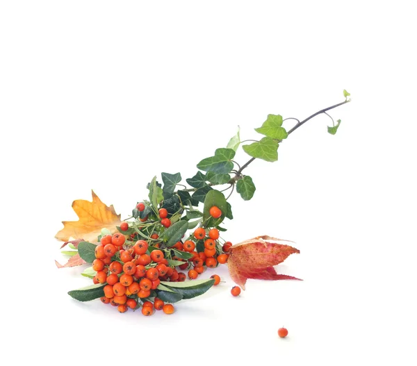 Autumn leaves and berries — Stock Photo, Image