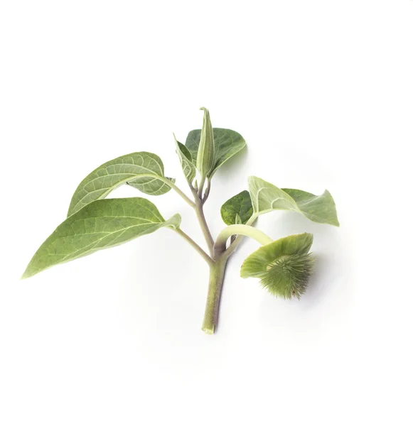 Herbier Datura branche inoxie — Photo