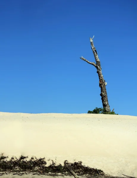 Мертвое дерево на голубом небе — стоковое фото