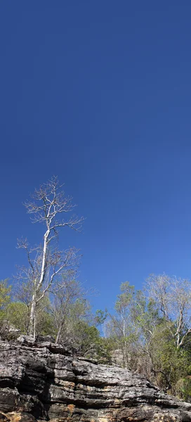 Dead tree and small Eucalyptus — Stock Photo, Image