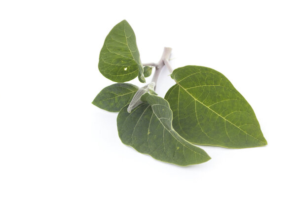 Ветвь датуры