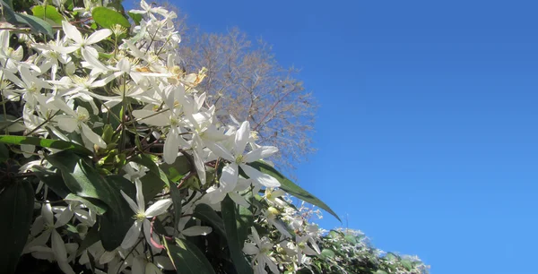 Jarní květy stálezelených Clematis květina — Stock fotografie