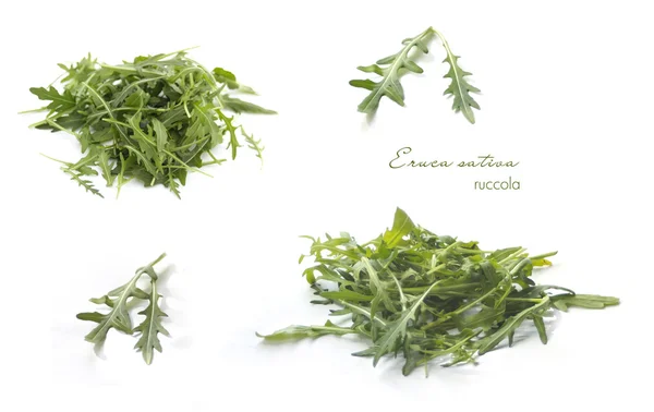 Sammlung von Rucola auf Weiß — Stockfoto