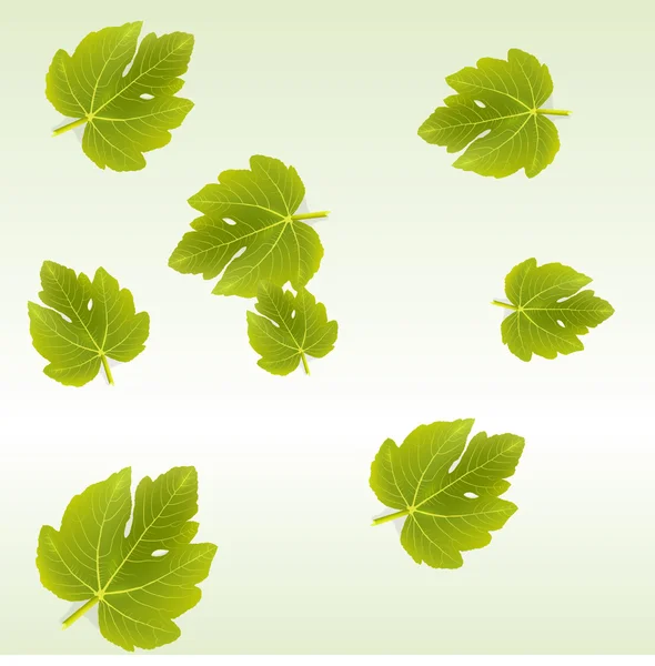 Фиговые листья фона — стоковый вектор