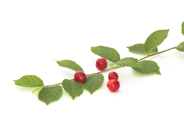 Nanking cherry — Stock Photo, Image