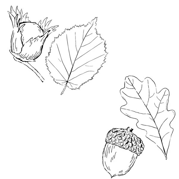 Fruits et feuilles de noisette et de chêne — Image vectorielle