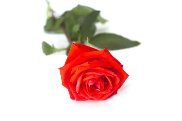 Single red rose on white — Stock Photo, Image