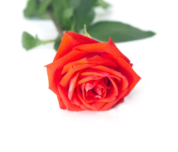 Rose rouge simple sur blanc — Photo