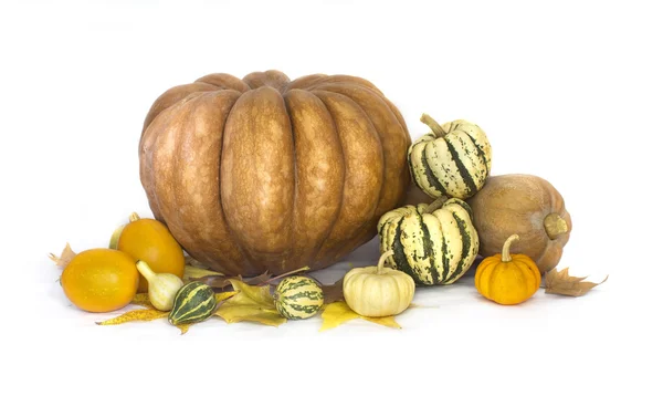 Autumn fruits and vegetable collection — Stock Photo, Image