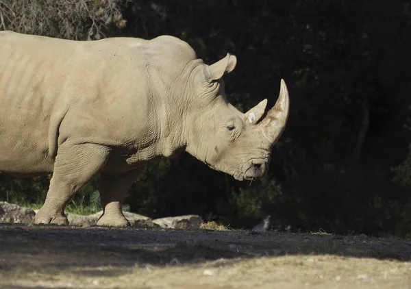 Enorma manliga rhino — Stockfoto