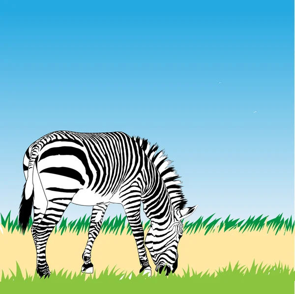 Ilustração da zebra vetorial — Vetor de Stock