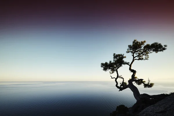 Träd och havet i solnedgången. Krim landskap — Stockfoto