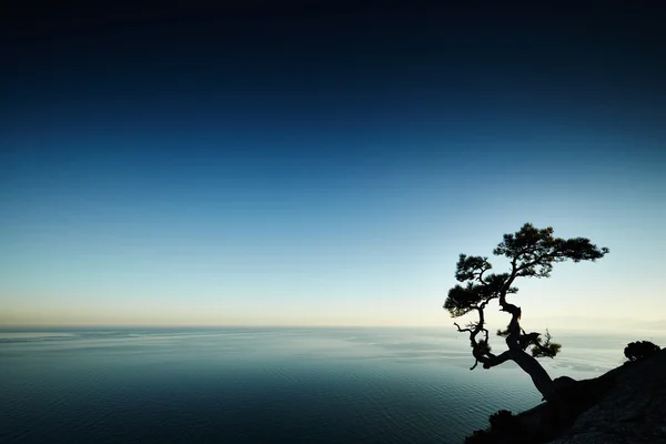 Träd och havet i solnedgången. Krim landskap — Stockfoto