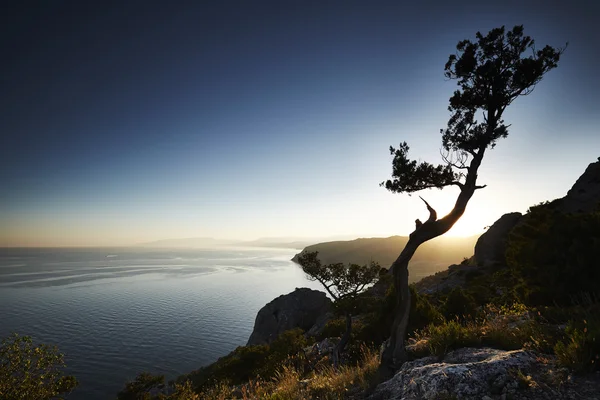 Tree and sea at sunset. Crimea landscape — Stock Photo, Image