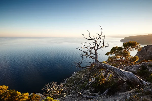 Дерево и море на закате — стоковое фото