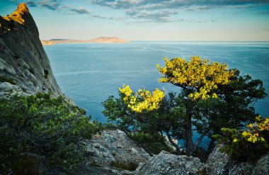 Tree and sea at sunset. Crimea landscape clipart