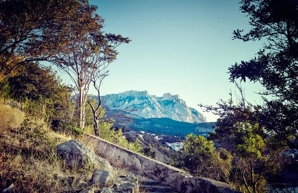 Ağaç ve gün batımında denize. Kırım'da manzara — Stok fotoğraf