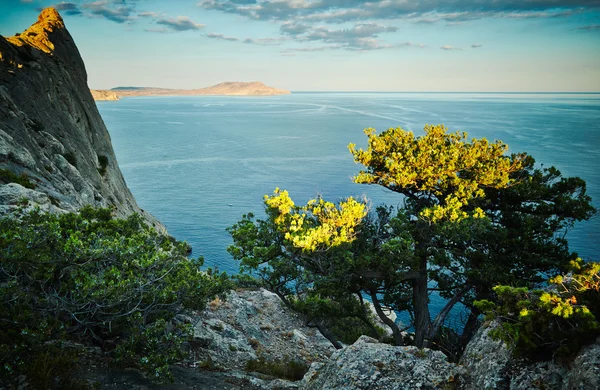 Árvore e mar ao pôr do sol. Paisagem da Crimeia — Fotografia de Stock